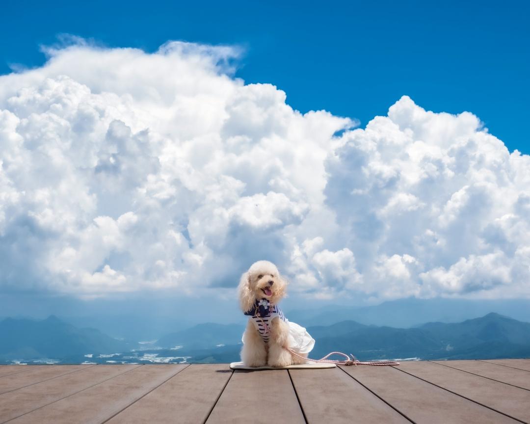 雲よりもふわふわ