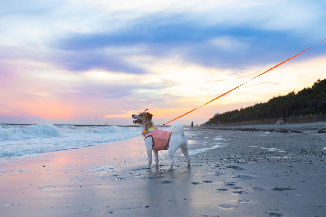 夏の海