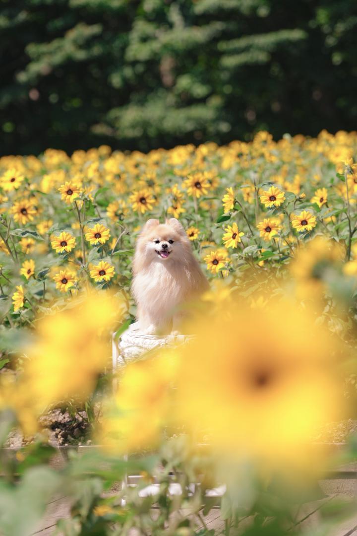 Sunflowers♪