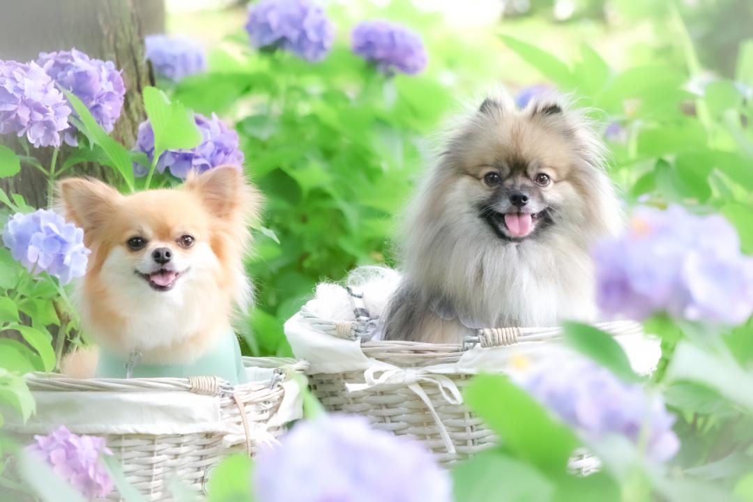 アジサイ散歩