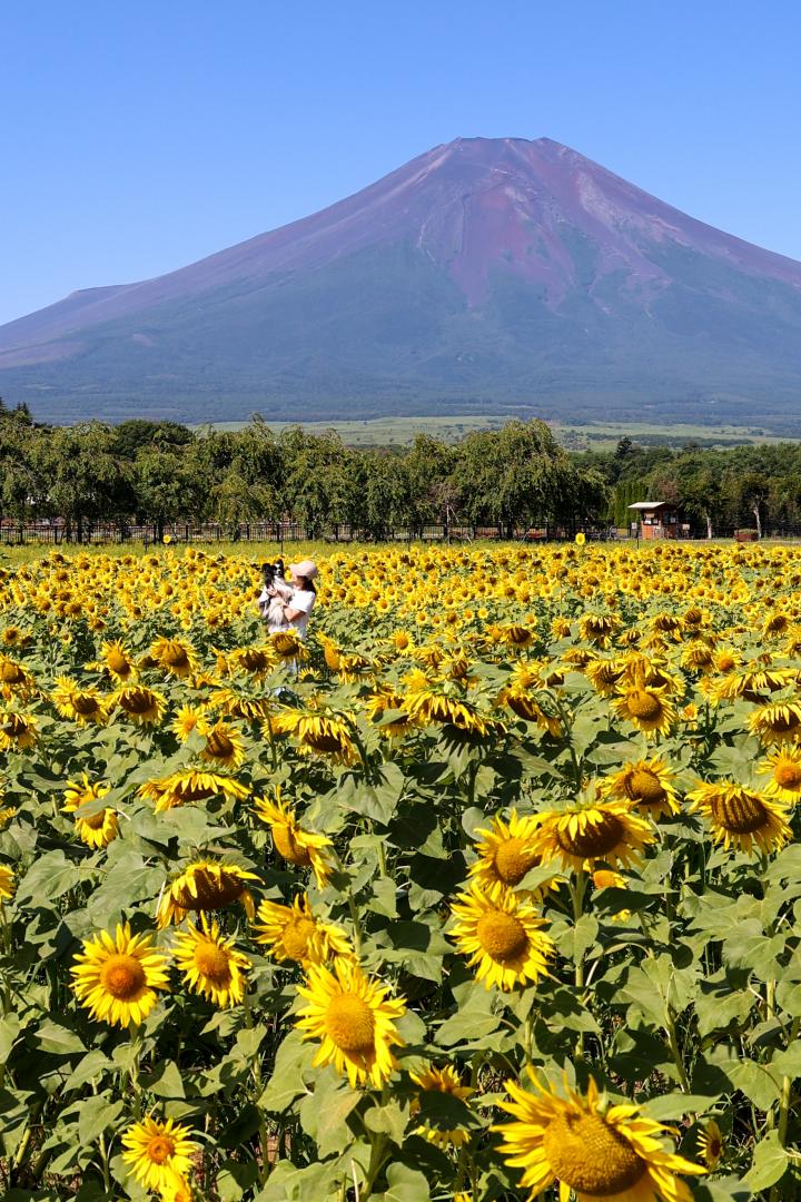 富士山が見守るひまわり畑