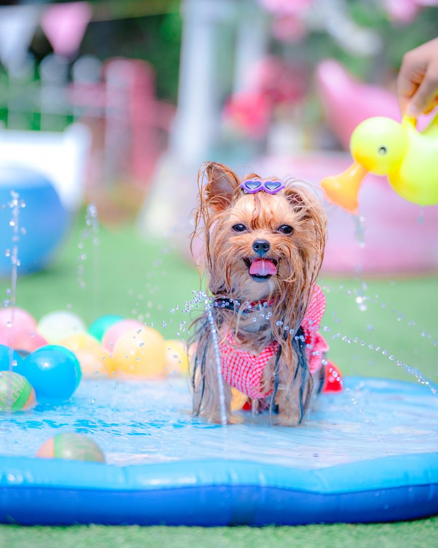 暑い夏は水遊びが最高でし！