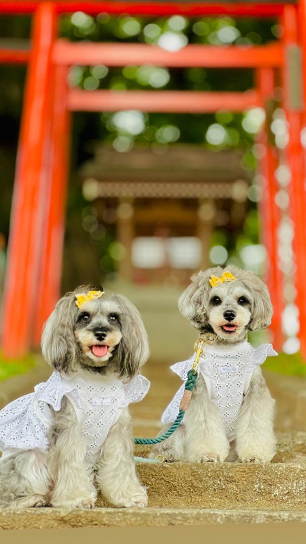 夏の神社