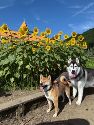 ひまわりのような眩しいふたり
