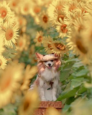 太陽がいっぱい