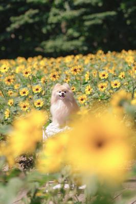 Sunflowers♪