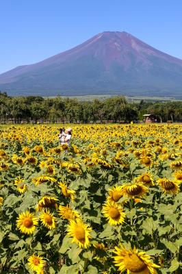 富士山が見守るひまわり畑