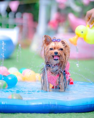 暑い夏は水遊びが最高でし！