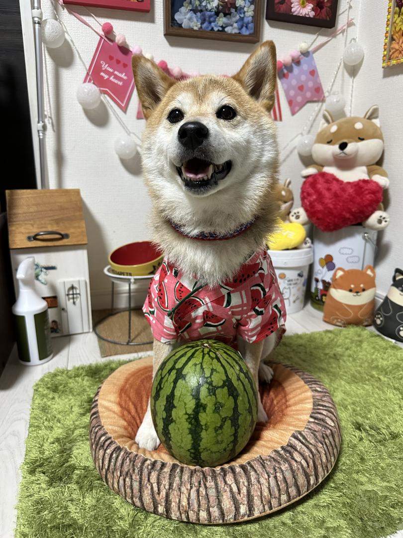 初めてのすいか