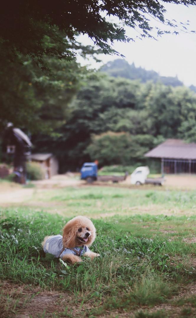 日本の景色