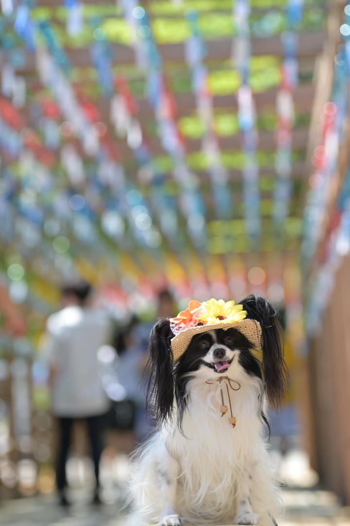 夏詣