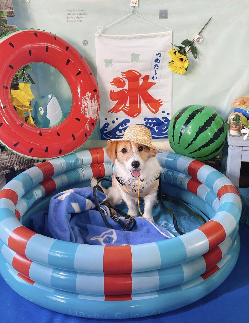 夏だ！プールだ！ボクの季節だ！