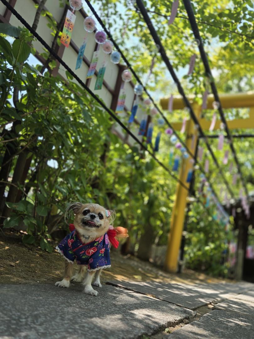 風鈴まつり行ってきました！風鈴の音がとっても綺麗で思わず笑顔☆
