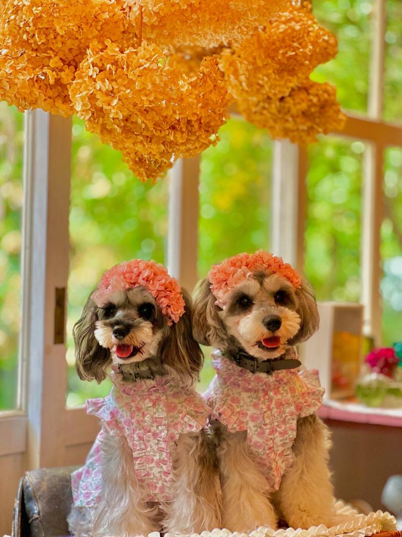 那須の遠足花一会⭐︎紫陽花と愛犬