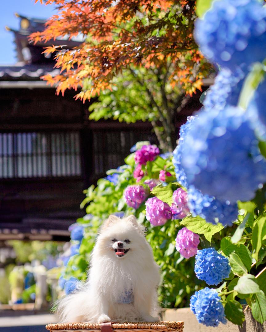 神社と紫陽花