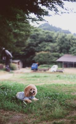 日本の景色
