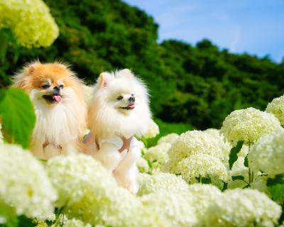 アナベルとイチとコッペ