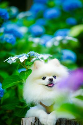 紫陽花とイチ