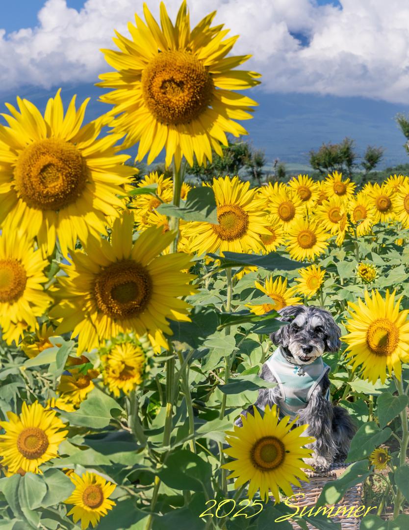 夏だ！向日葵だ