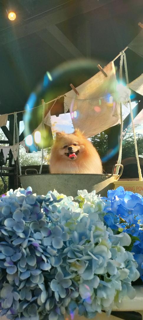 この一瞬、洗いたての夏