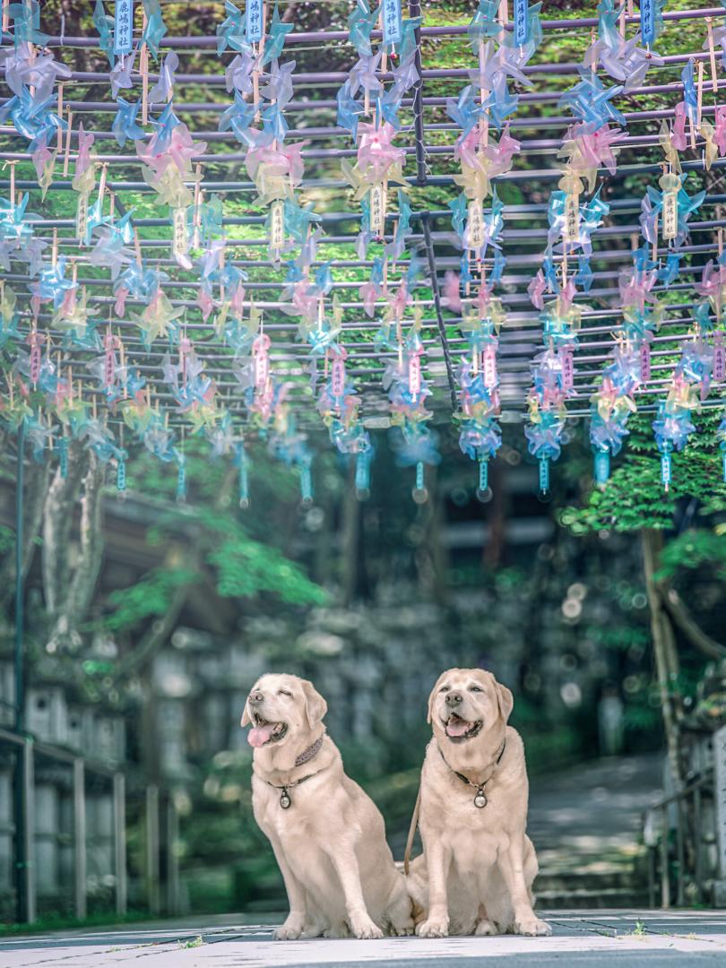 夏の風車