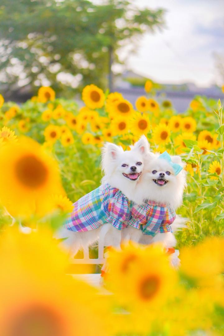 サン☀️サン