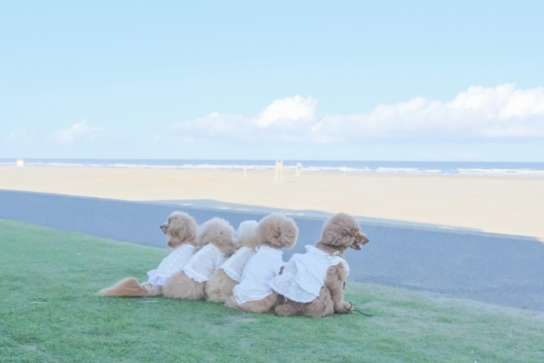 海って広いねー