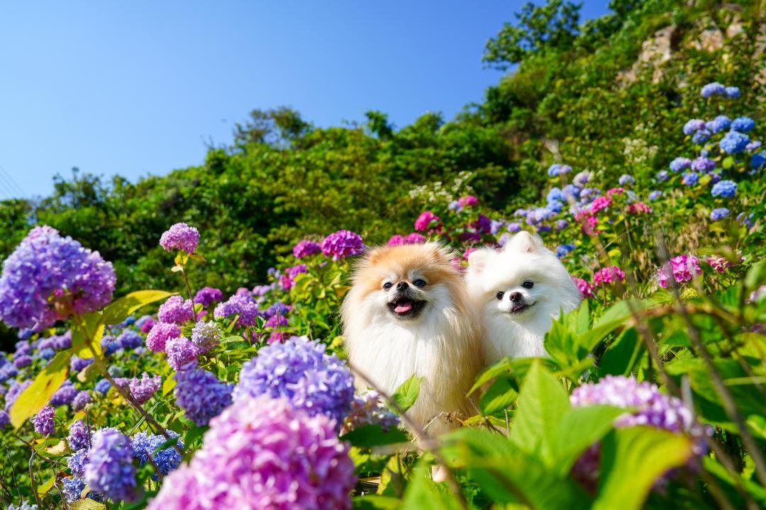 紫陽花とイチとコッペ
