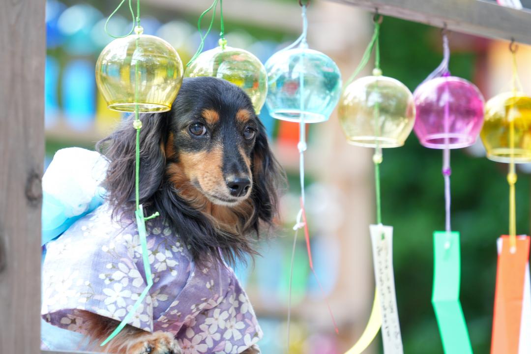 風鈴から