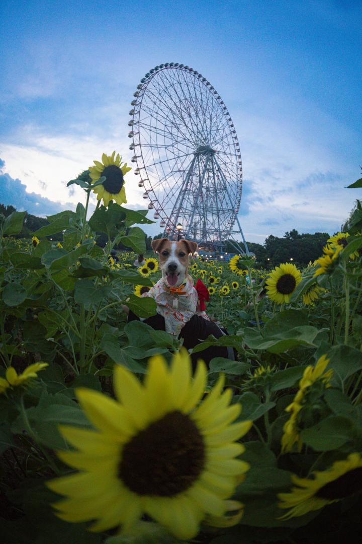夕暮れとニッコリひまわり