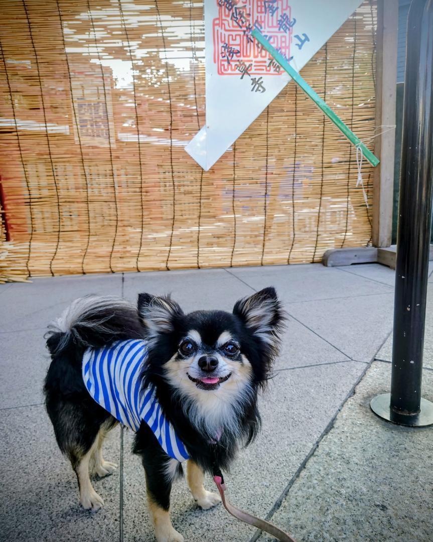 ほうずき市