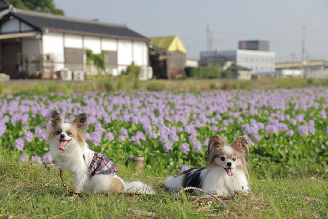 ホテイアオイとうちのこ