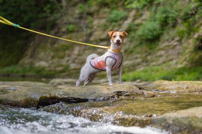 犬生初の川遊び