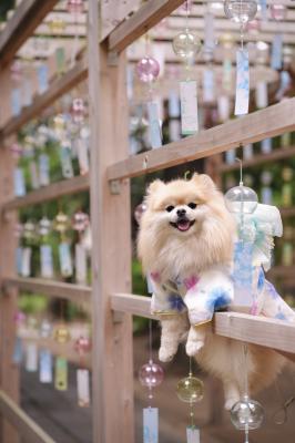 風鈴の間からこんにちは！