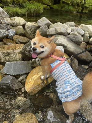 柴、冷えてます