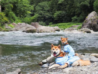 仲良し兄弟、川へ行く