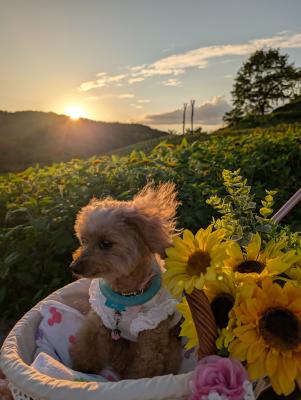 ひまわり畑の夕景