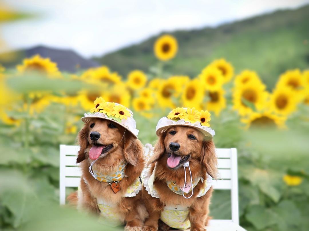夏空とひまわり