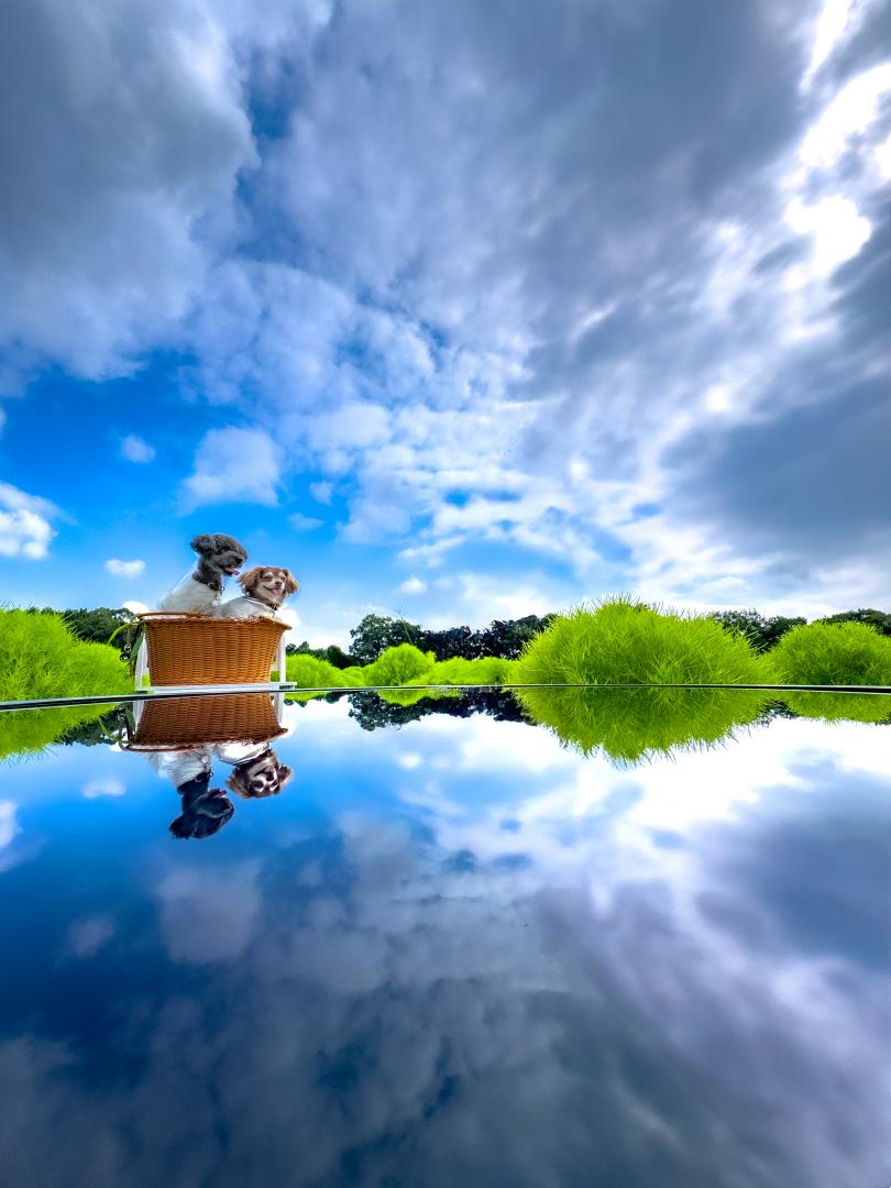 コキア畑と青い空