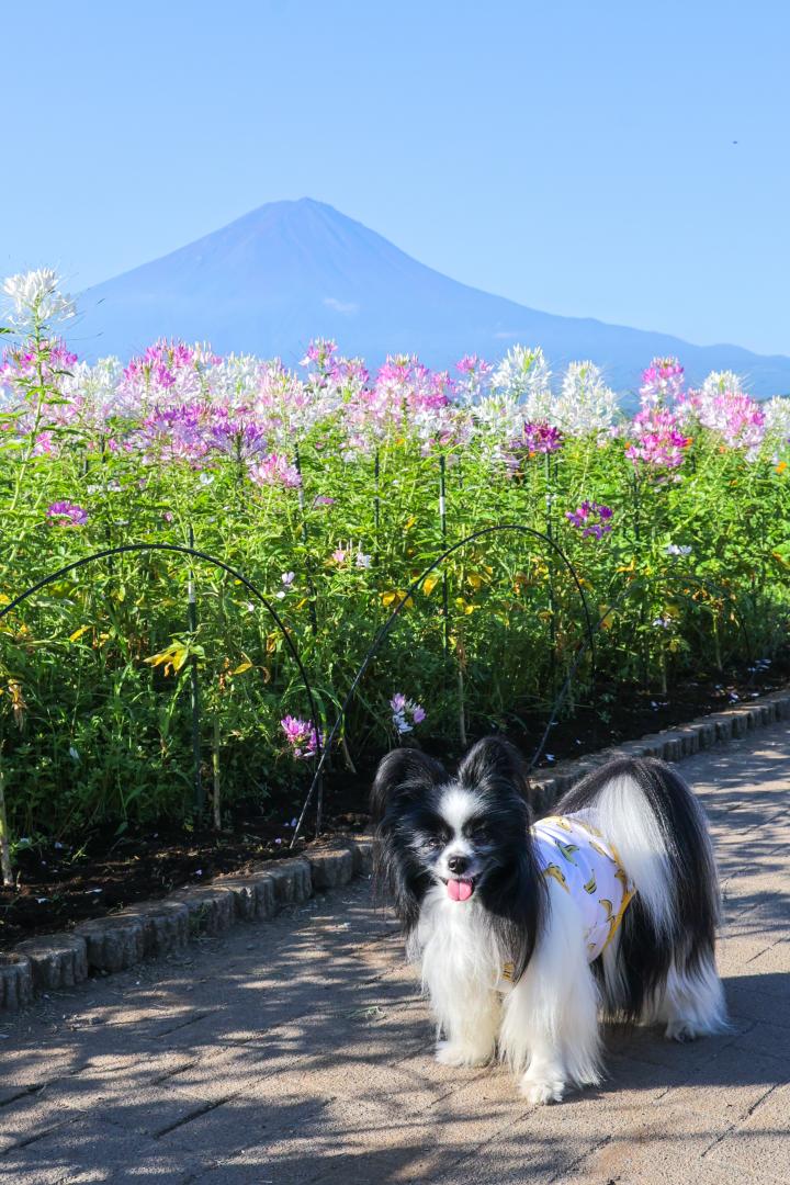 富士山とクレオメとボク