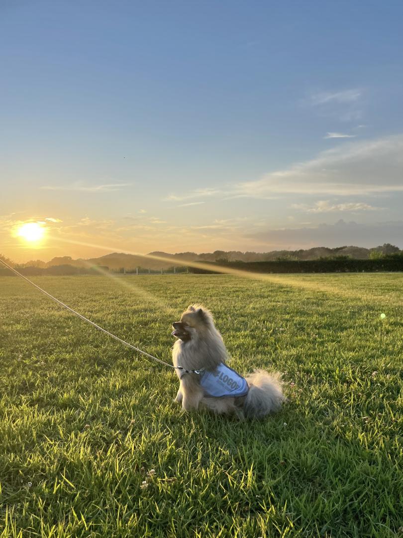 夕日と散歩