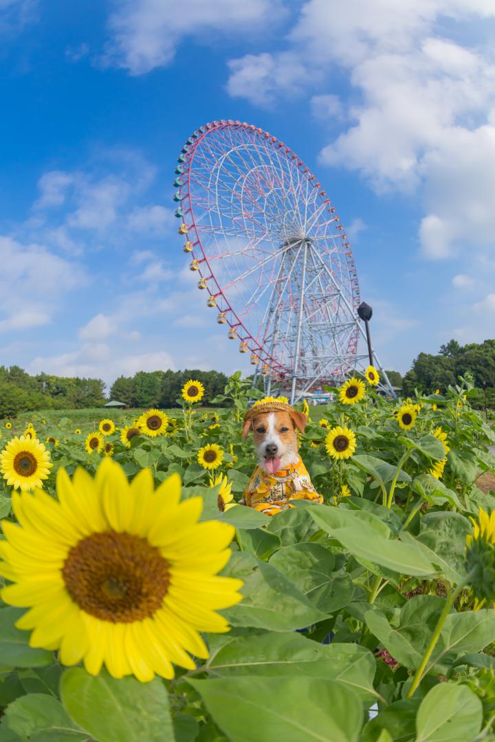 夏の笑顔