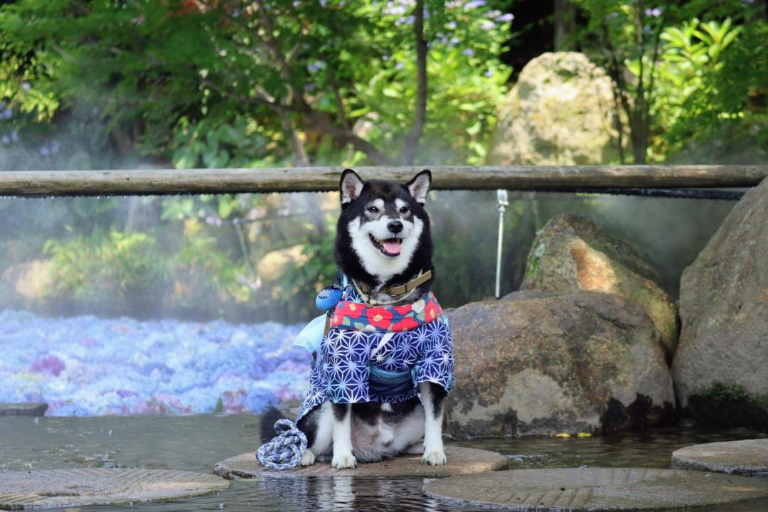 紫陽花と和装の柴犬