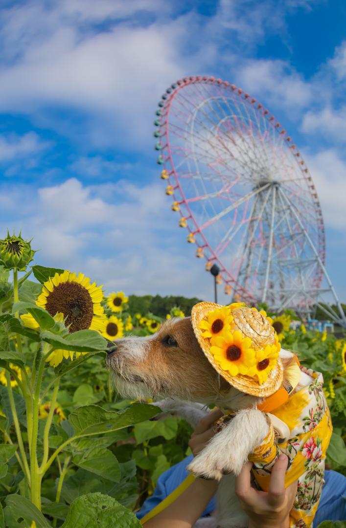 ひまわりさんとご挨拶