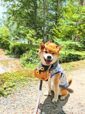 丸沼に、避暑旅
