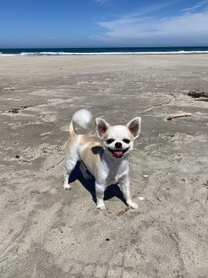夏大好き！海大好き！走るのだーい好き！
