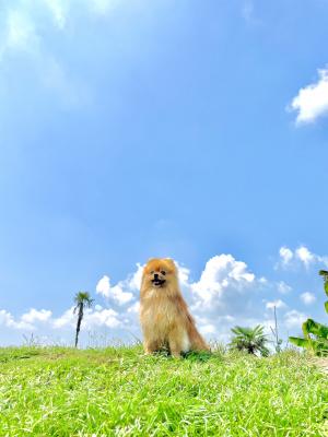 ぼくのなちゆ