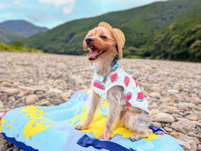 大豆の夏休み