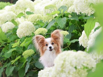 ひょっこり