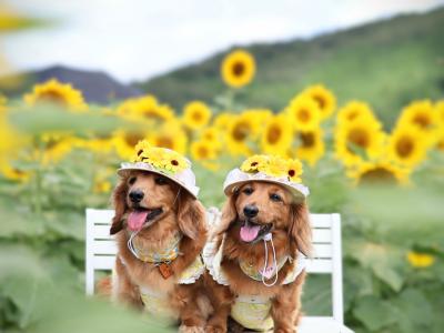 夏空とひまわり